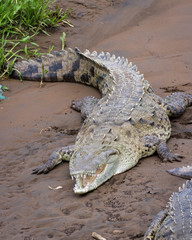 Tarcoles river crocodiles