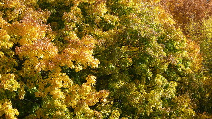 Bäume mit Herbstfärbung im Englischen Garten in München