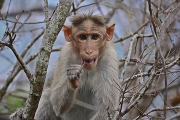 Monkey Starring at Camera