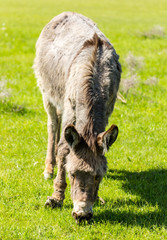 A donkey grazes pasture in a field with grass