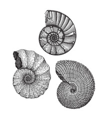 Ammonites - fossil shell (Triassic period) / Vintage illustration  © Hein Nouwens