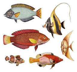 Tropical fish collection - old vintage illustration isolated on white background  - obrazy, fototapety, plakaty
