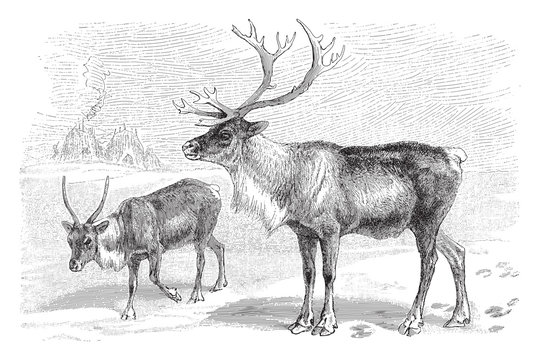 Reindeer (Rangifer tarandus) - vintage illustration