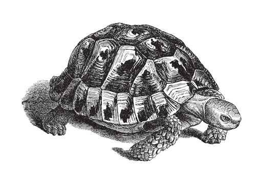 Spur-thighed tortoise or Greek tortoise (Testudo graeca) - vintage illustration