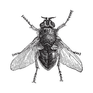 Blue Bottle Fly Or Bottlebee (Musca Vomitoria) / Vintage Illustration 