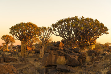 Sunset view of quiver tree forest at Garas