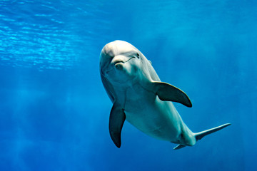 Delphin lächelndes Auge Nahaufnahme Porträt Detail