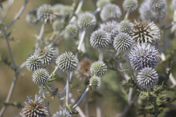 Spiky balFancy silvery-looking plant with ballsls on nature background Silvery blue