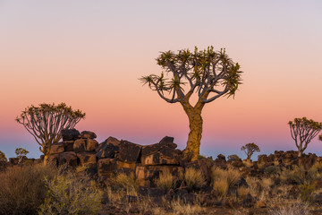 Fototapeta na wymiar Blue hour becomes golden hour at quiver tree forest