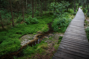 Obraz premium Wooden Bridge in Forest 