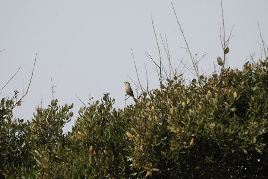 Birdwatching in Sardegna