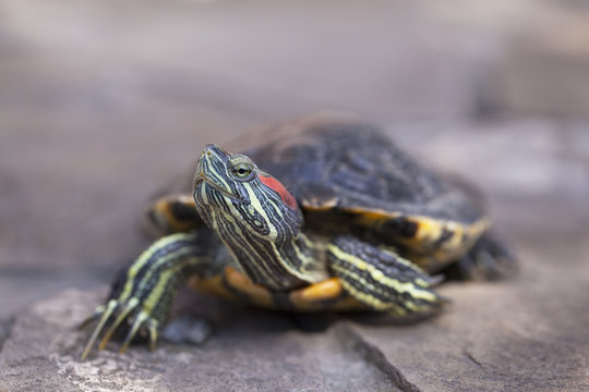Red eared slider turtle close up portrait with shallow depth of field. Trachemys scripta elegans