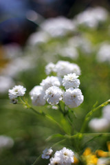 Composition of wild flowers