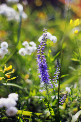 Composition of wild flowers