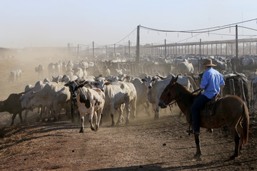 Fazenda de gado