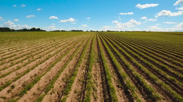 Aerial view of agricultural, cultivated fields. Agricultural landscape.Irrigated farmland. 4K, flying video, aerial footage