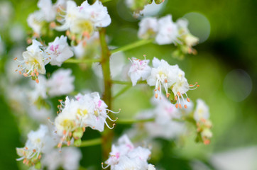 White flowers of chestnut tree close