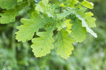 Drops of water on leaves of oak.