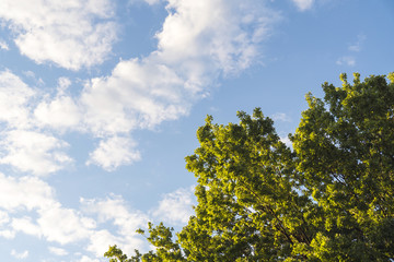Beautiful trees on sky background, clouds