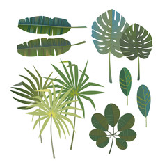 Vector set of palm leaves. Tropical foliage leaf isolated illustration