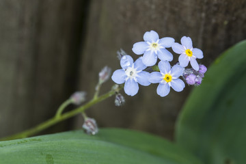 Blue Flowers Forgetful.