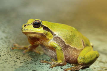 cute green tree frog close up