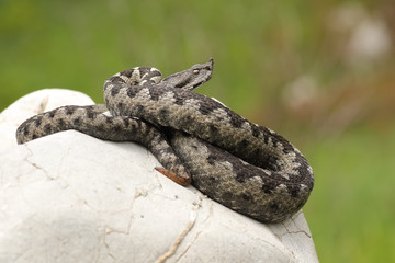 dangerous european viper standing on a stone