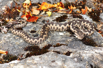 dangerous european viper in natural habitat
