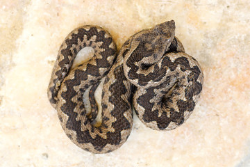 dangerous viper basking on marble stone