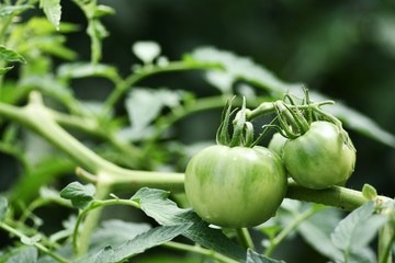 露地栽培のトマト