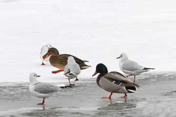 hungry wild birds in winter