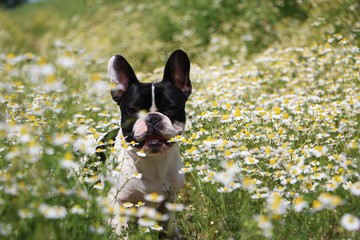 französische bulldogge in einem Feld voll Kamille