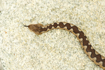 nose horned viper crawling on stone