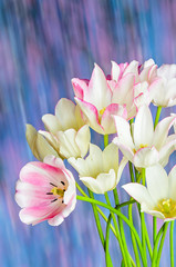 White tulip bouquet on a blurry background