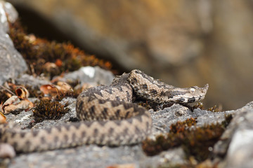 nose horned viper in natural habitat