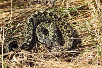 meadow viper hiding in natural habitat
