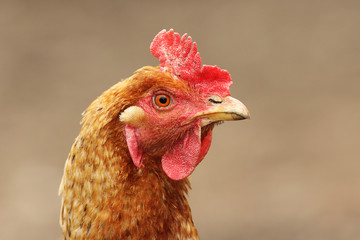 portrait of domestic hen