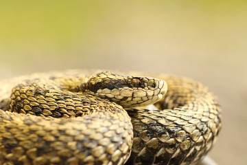 portrait of female meadow adder basking