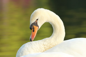 Fototapeta premium portrait of graceful white swan