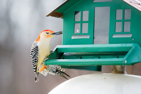Red-headed Woodpecker on Birdfeeder
