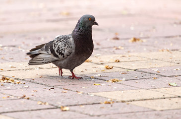 Dove on the sidewalk in the city