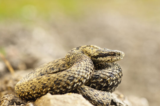 Vipera ursinii rakosiensis photographed in natural habitat