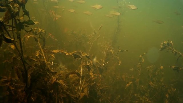 Shoal of small freshwater fish under water