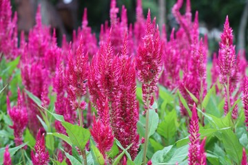 Obraz premium Celozja argentea menchia kwitnie dekorację w ogrodowym natury tle