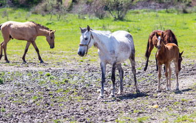 The horse walks on clay soil in the park