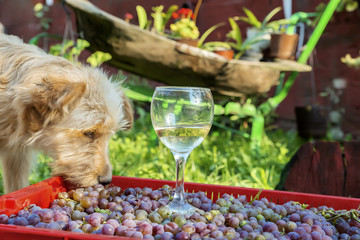 shaggy red dog eats grapes from a box on which there is an unfinished glass of wine