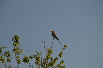 Pretty Bird