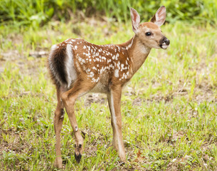 Whitetail Fawn In Wooded Field