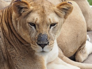 Lionnes au zoo de Baños