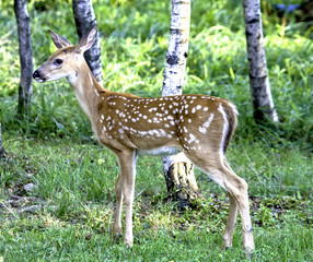 Whitetail Fawn In Wooded Field